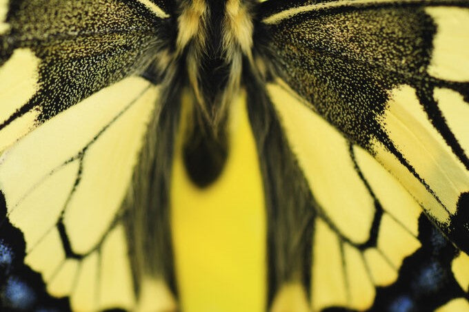 チョウのはねは、シワなく伸びる。