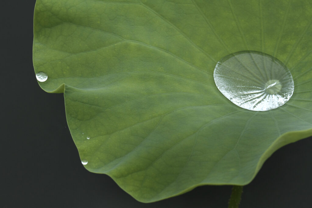 蓮の葉は、決して濡れない。