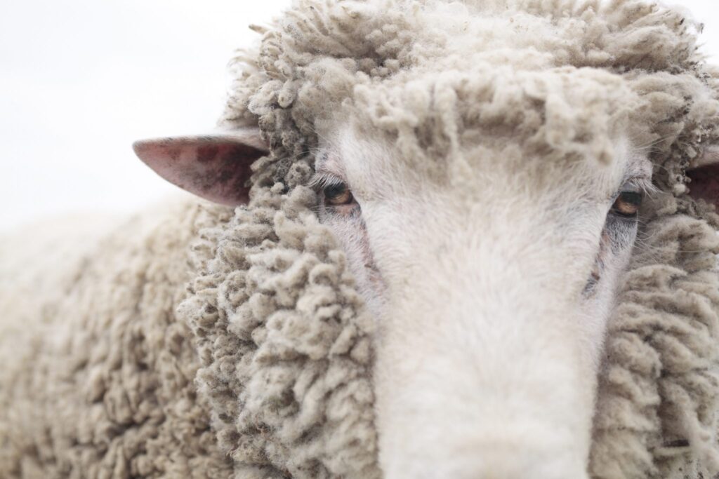 毛糸がとれる動物、いくつ知ってる?