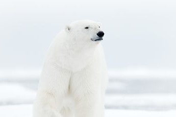 シロクマの毛は透明で肌は黒い。ゆえに寒さ知らず。