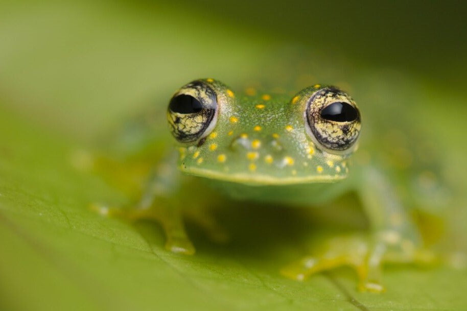 アマガエルモドキは、透明な体で生き残る。