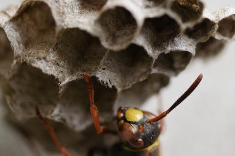 アシナガバチの巣は、紙でできている。