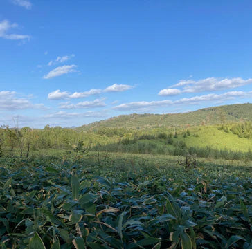 MNインターファッション株式会社、三井物産フォレストとの協力による植樹活動が4年目を迎え累計12,000本達成！