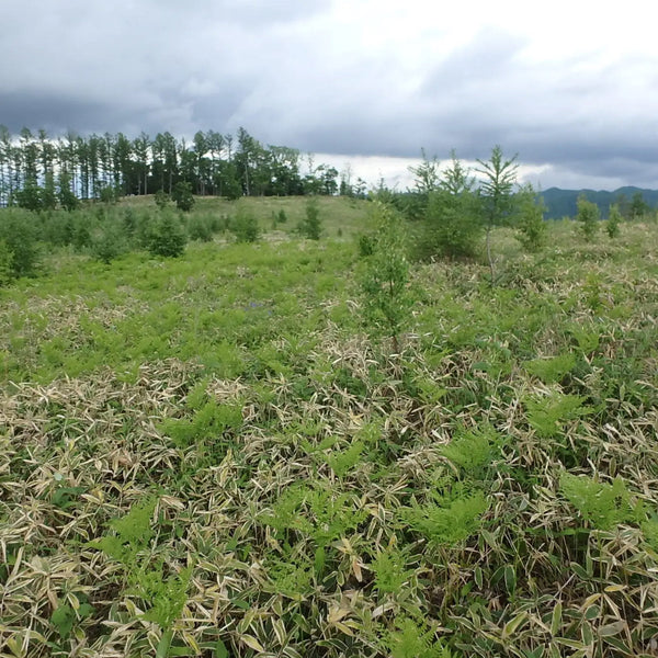 MNインターファッション株式会社、三井物産フォレストとの協力による植樹活動が5年目へ― 今年度は北海道十勝にて2,000本を植樹、累計14,000本の植樹を実施 ―